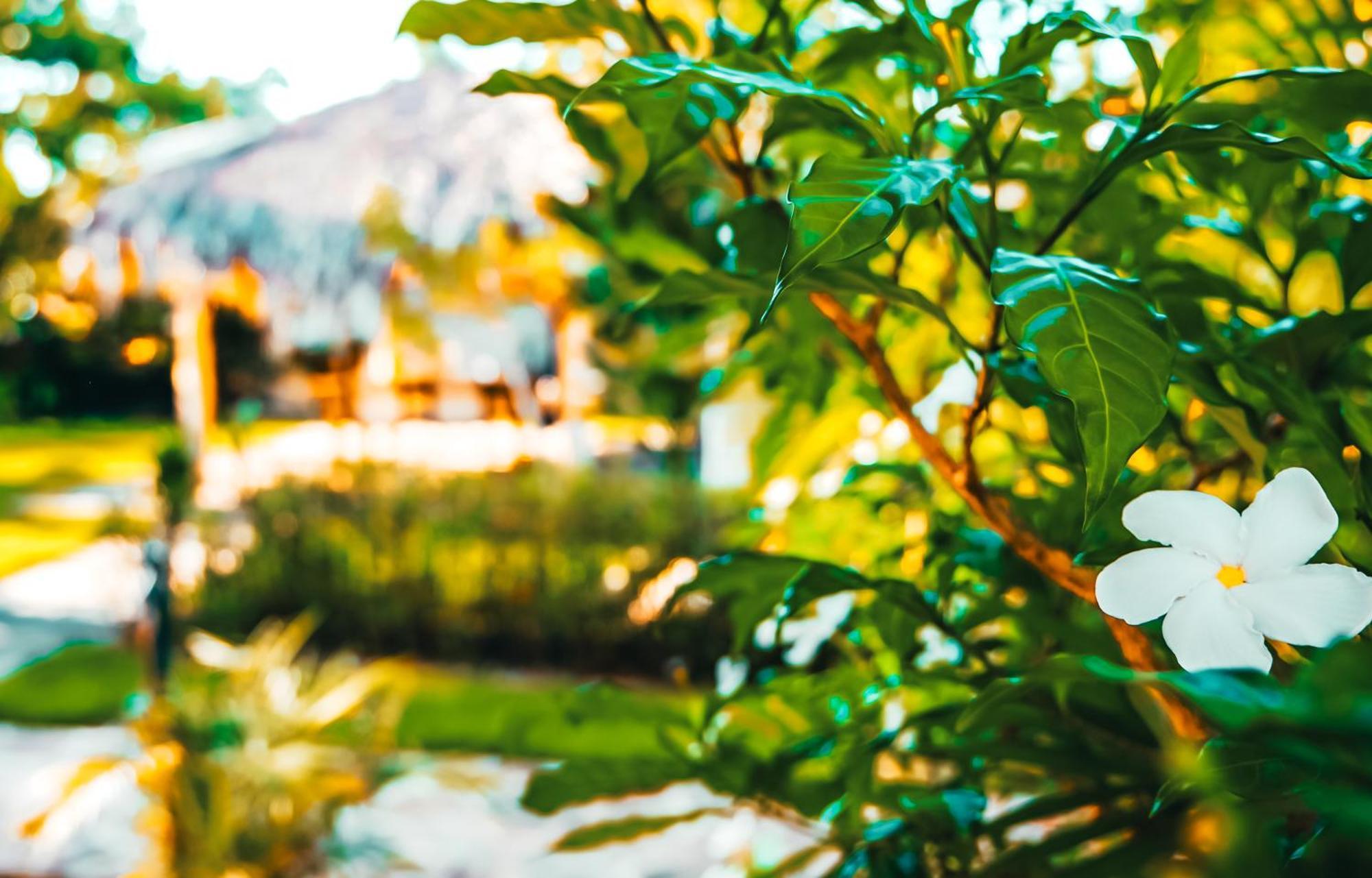 Hotel Enjoy Las Terrenas Εξωτερικό φωτογραφία